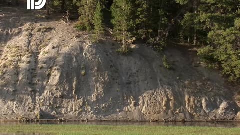 RARE Wolf Pups Spotted_ Yellowstone Wildlife Adventure!
