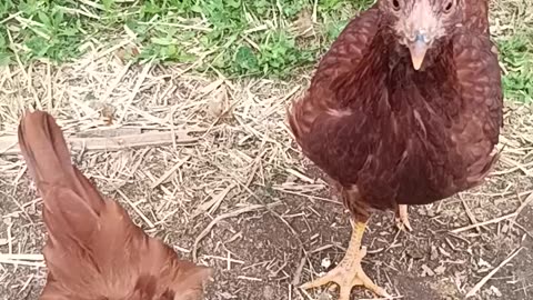 Chicken feed