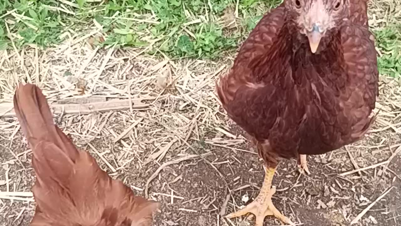 Chicken feed