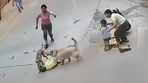 Amazing: Hero Dog Saves Child In Daring Rescue | #shorts #respect