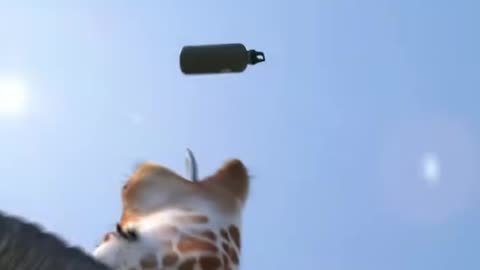 Thirsty Animals: Epic Water Bottle Showdown!