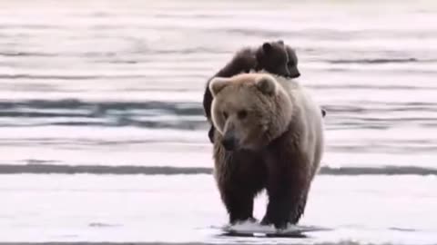 mama bear & her cubs – such a beautiful moment❤️