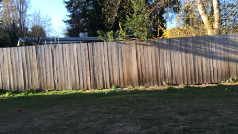 Backyard Wrastlin 32908234980324098