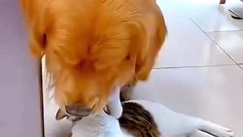 cat and dog funny video