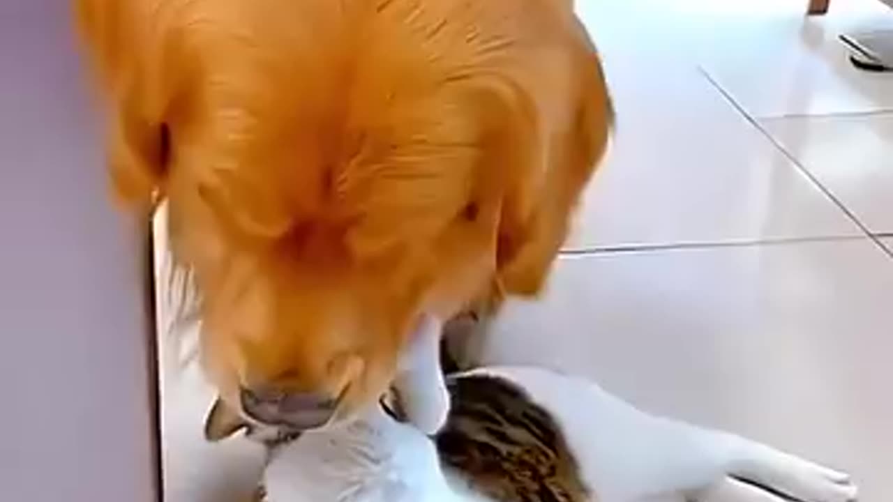 cat and dog funny video