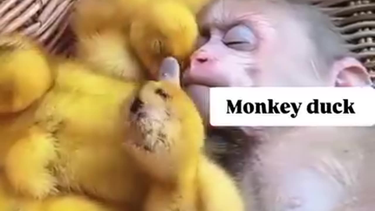 This monkey boy is sleeping and the ducks are pecking at his penis.