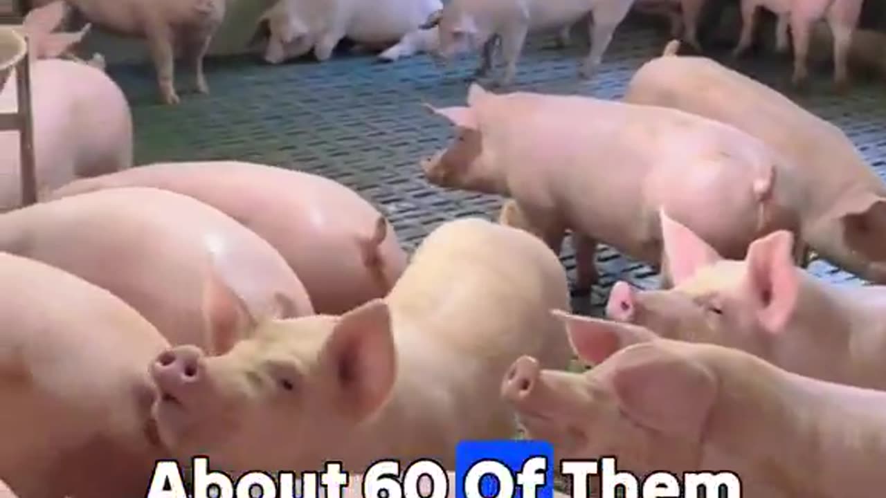China Takes Its Pigs Very Seriously
