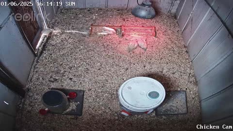 Millar Time Chicken Cam