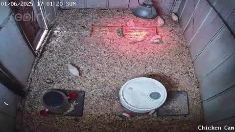 Millar Time Chicken Cam