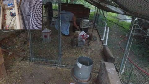 Chicken Live Stream