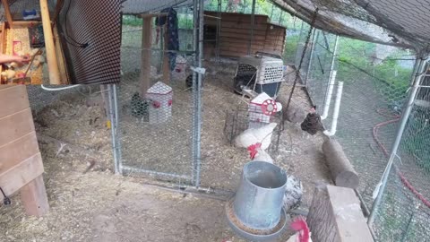 Chicken Live Stream