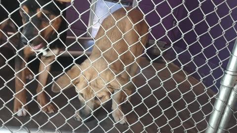 Lucas 4mos Pet Id 948123 Tricolor Nathan-tan 4mos Pet Id 947376 kennel 20 HSSAZ shelter 20250627_847