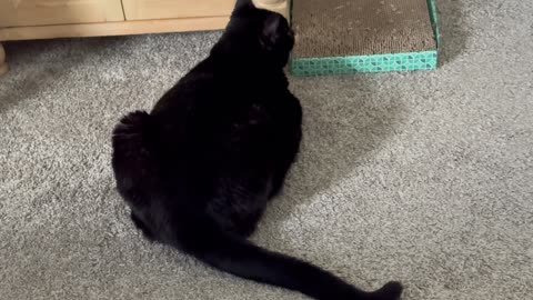Cute Precious Piper is a Black Velvet Security Guard - Adopting a Cat from a Shelter Vlog