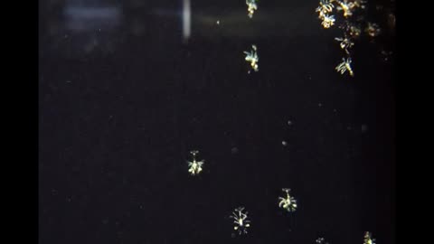 Day ten of growing out peppermint shrimp