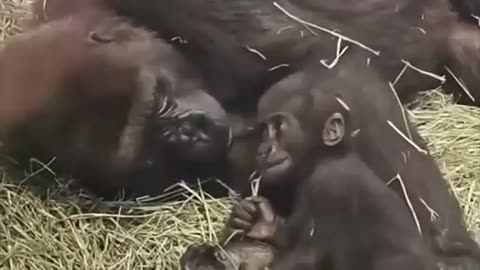 When the baby gorilla fell, the mother's love