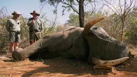 Zambezi Valley Bull Elephant Hunt with Buzz Charlton of Charlton McCallum Safaris