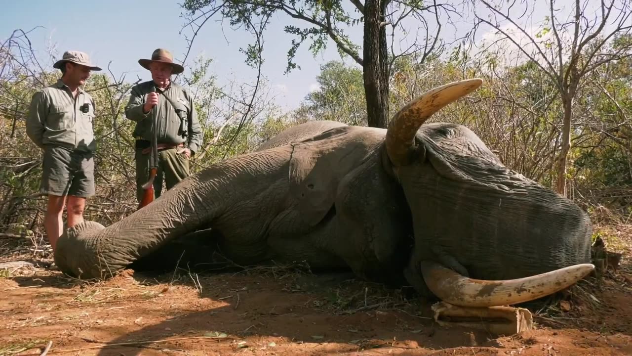 Zambezi Valley Bull Elephant Hunt with Buzz Charlton of Charlton McCallum Safaris