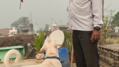 PLAY with dog