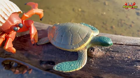 Hermit Crabs Dig White Sand to Make Nests Inside