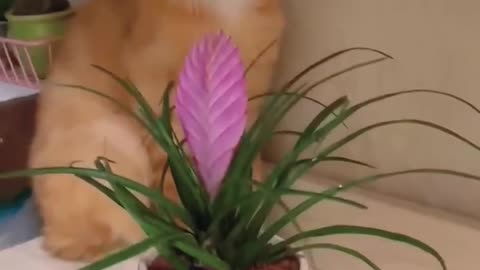 Busted! Cat Caught Red-Handed Trying to Pull Off the Ultimate Heist! 😂🐱