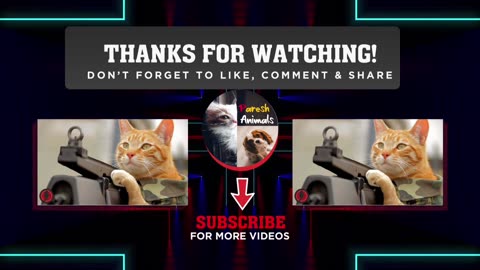 Funny cat compilation videos