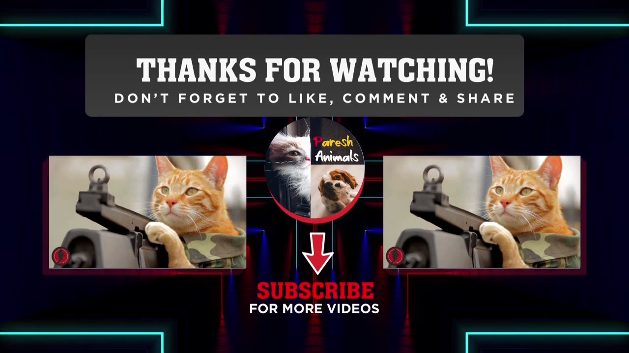 Funny cat compilation videos