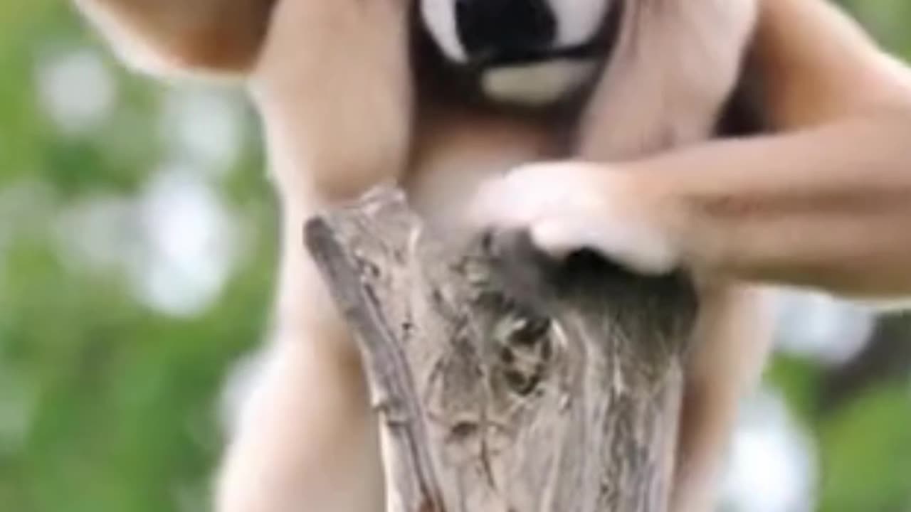 Dance on Tree