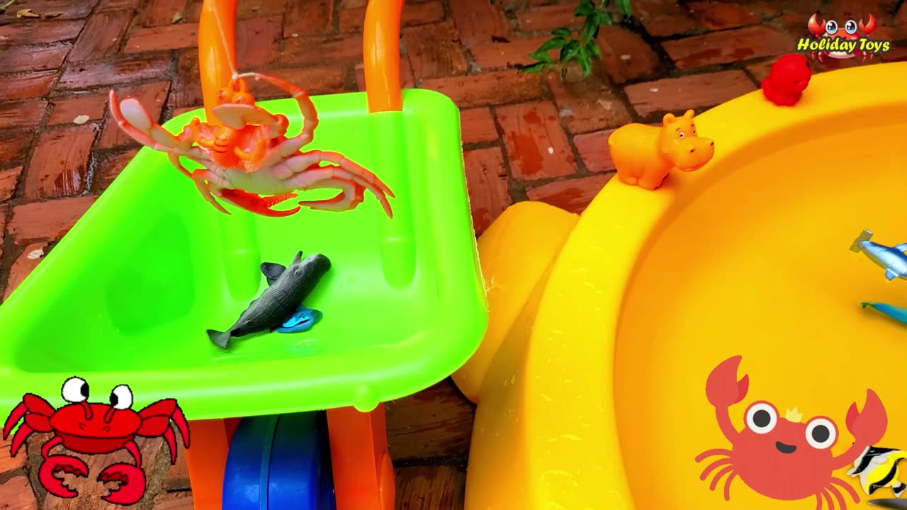 Clown Fish Come Out of the Coral to Play with Jellyfish