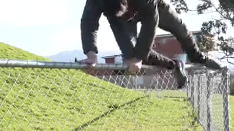 Funny animal jumps