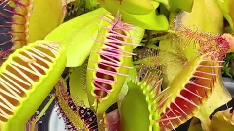 How Carnivorous Plants Hunt Together.