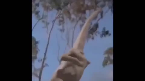Jurassic Park dinosaurs dancing