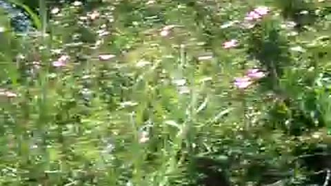 More wild roses and their scents filling thei air!