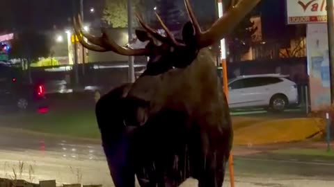 Alaskan Bull Moose Chilling on Jewel Lake