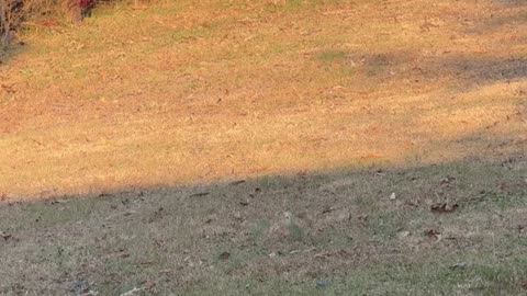 The Grinch Chases My Son