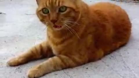 cute cat in nature.