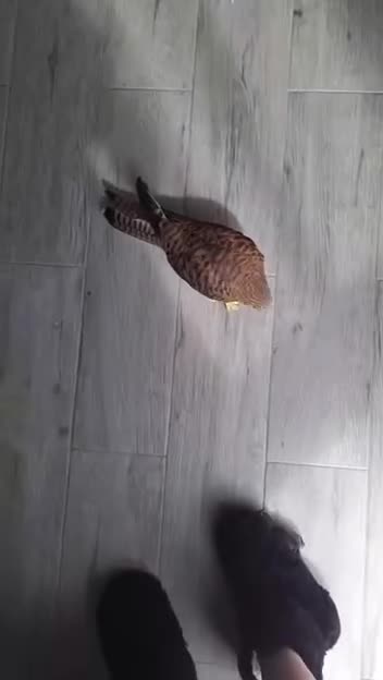 When the little falcon chick you saved has the soul of a kitten