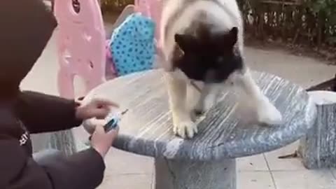 😂🐶 Dogs vs. Nail Cutting Drama! | FunFM