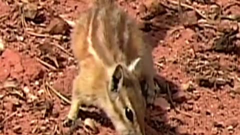 squirrel
