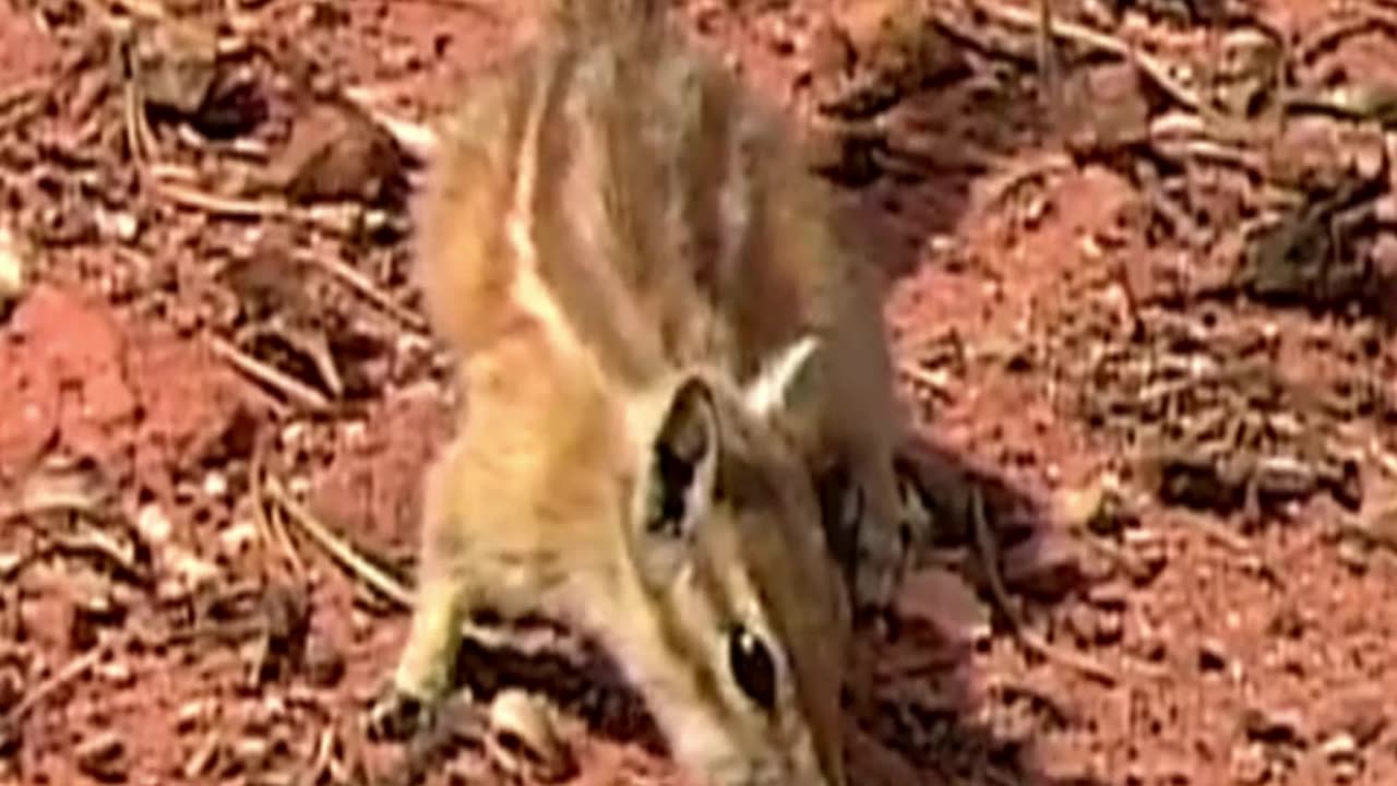 squirrel