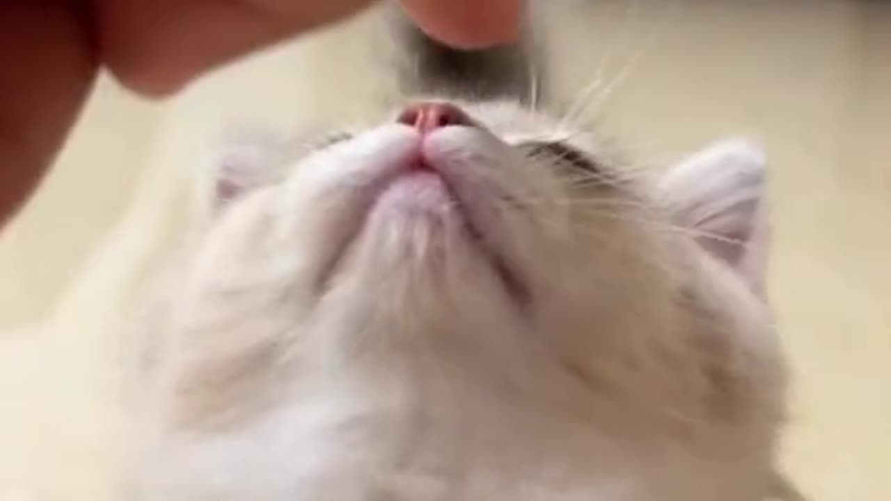 Cat animals