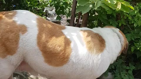 Chopsy pattiyan kha rahi hai🐶😊