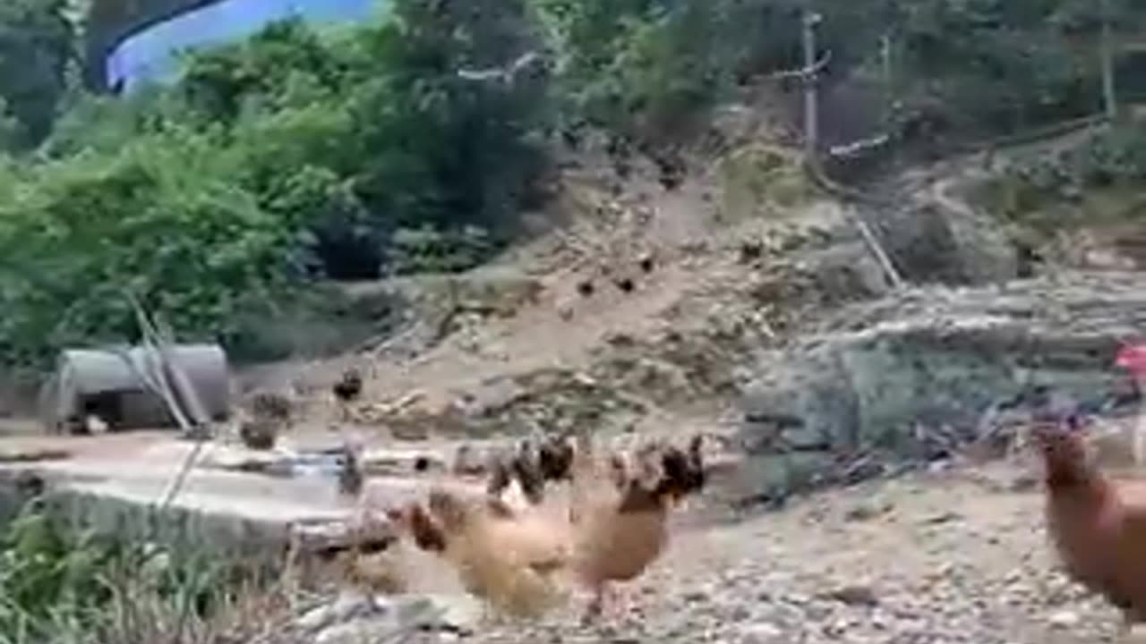 When she said Lunch is ready | funny video | crazy clips