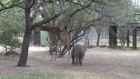 Girafee