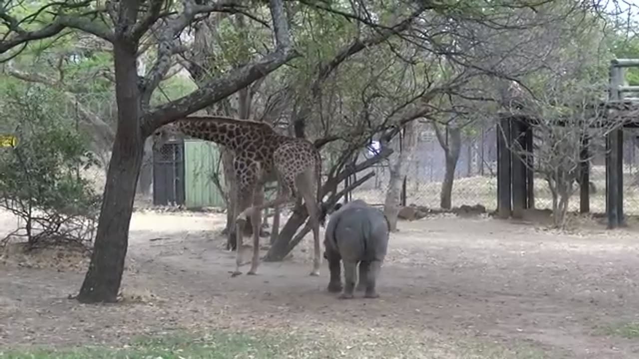 Girafee