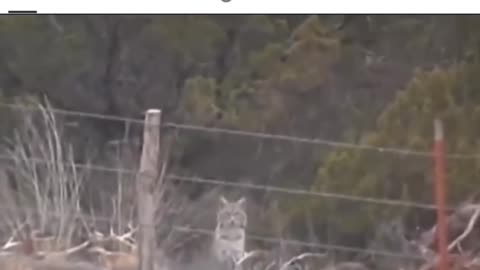 Cat dodges bullets
