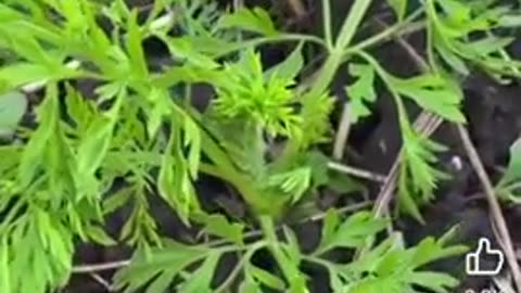 Life’s cheat code for Unlimited Carrots