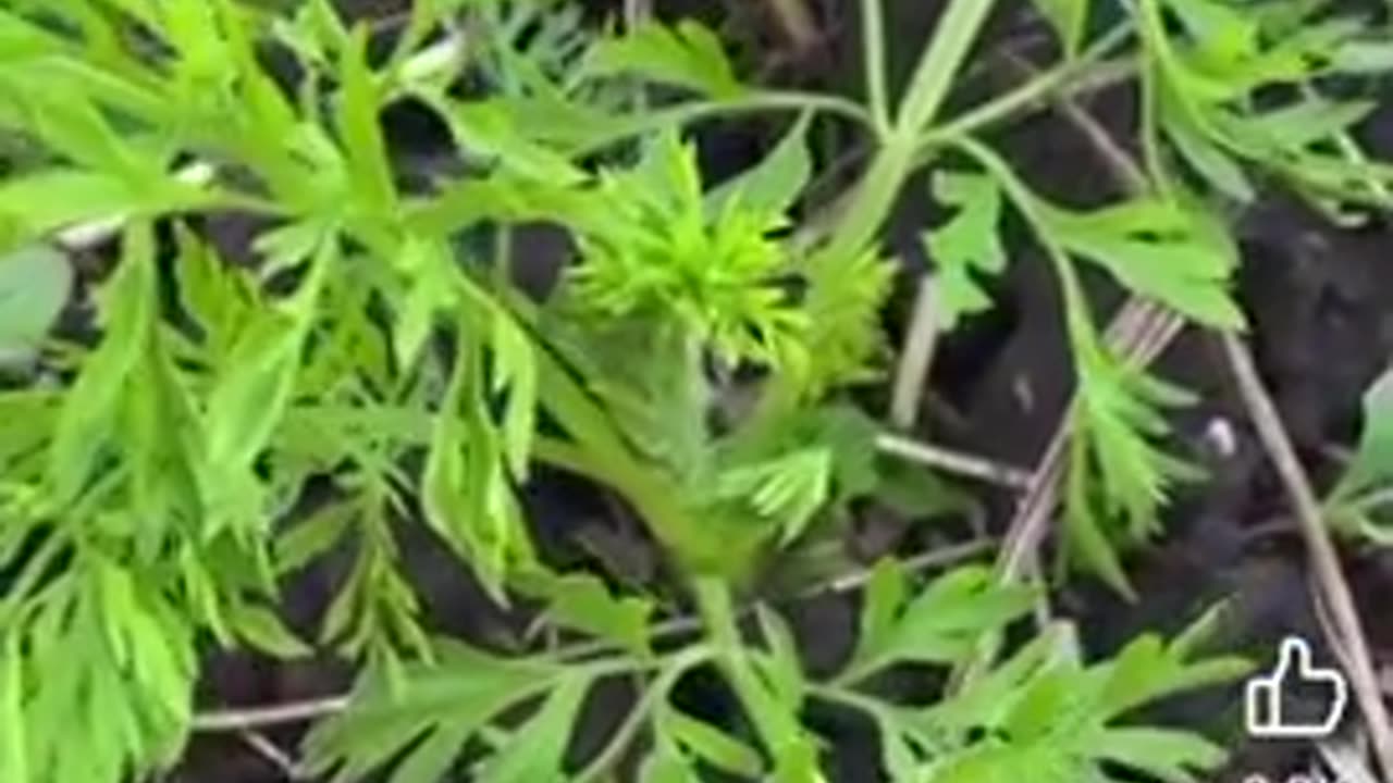 Life’s cheat code for Unlimited Carrots