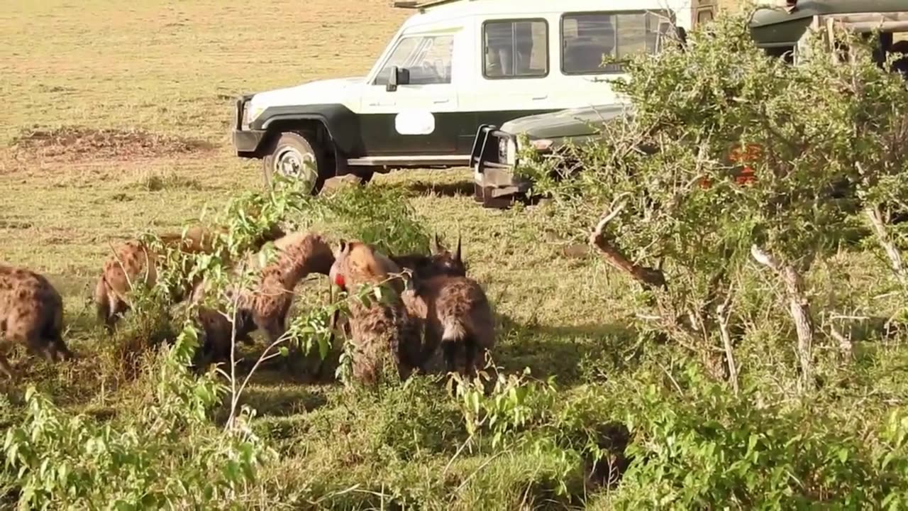 😱 HYENAS EAT WILDEBEEST ALIVE! Brutal Feeding Frenzy