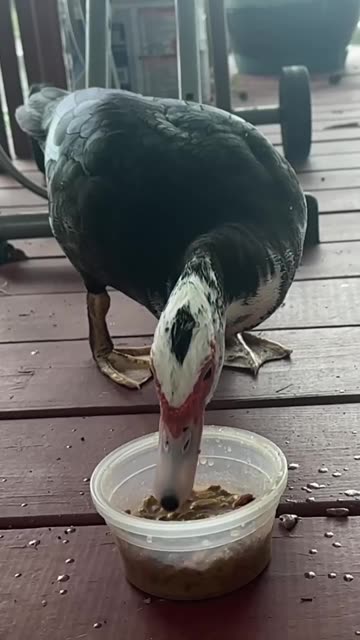 4K Muscovy Duck Slow-Mo: St. Johns River Cam 🦆 June 1, 2025