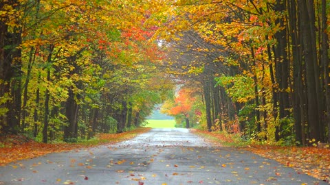 Autumn Road